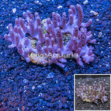 Tree Coral Indonesia