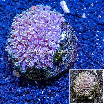 Goniopora Coral Indonesia