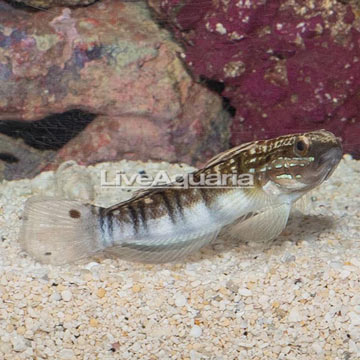 Sleeper Banded Goby 