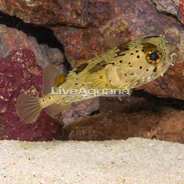 Porcupine Puffer