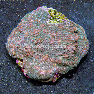 Chalice Coral Indonesia