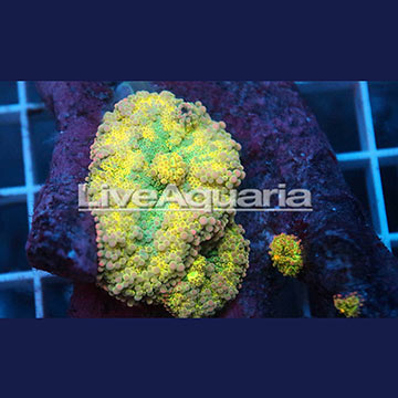 Ricordea Mushroom Coral Solomon