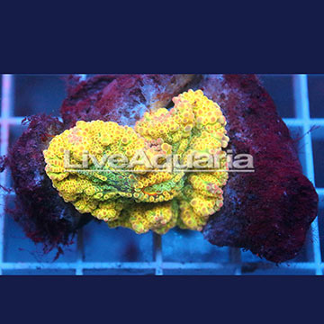 Ricordea Mushroom Coral Solomon