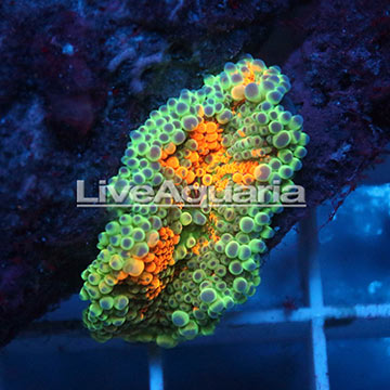 Ricordea Mushroom Coral Solomon