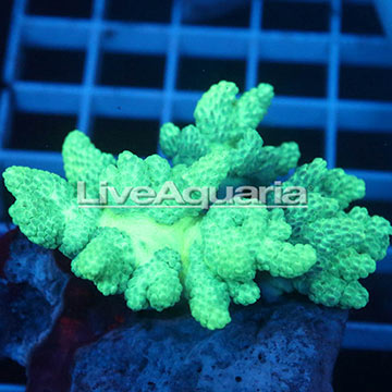 Pineapple Tree Coral Solomon