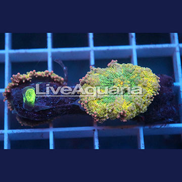 Ricordea Mushroom Coral Solomon