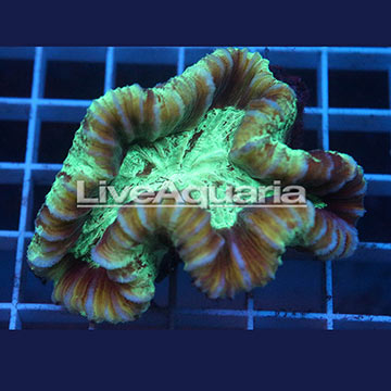 Open Brain Coral Solomon