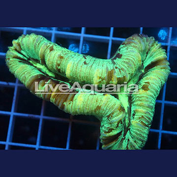 Open Brain Coral Solomon
