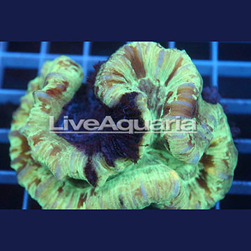 Open Brain Coral Solomon