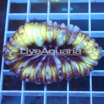 Cynarina Button Coral Solomon