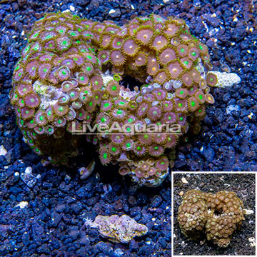 Zoanthus Coral Vietnam