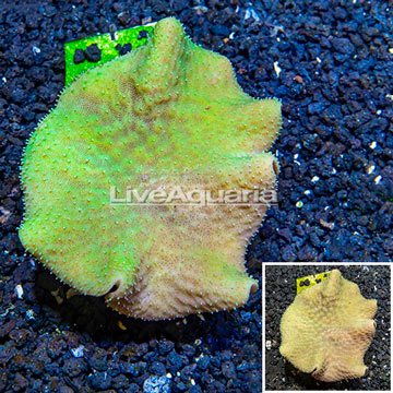 Toadstool Leather Coral Australia