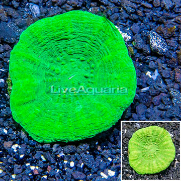 Scolymia Coral Australia