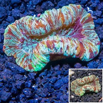 Open Brain Coral Vietnam 