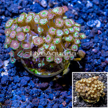 Zoanthus Coral Indonesia