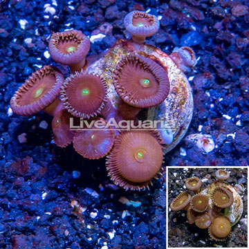 LiveAquaria® Cultured Protopalythoa Coral 