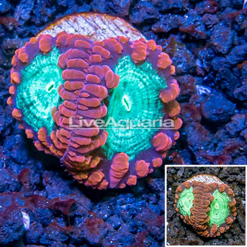 LiveAquaria® Cultured Blastomussa Wellsi Coral 