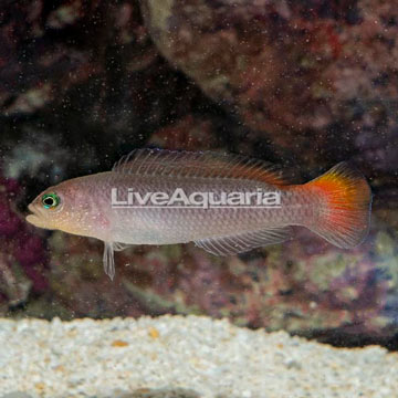 Yellow Breasted Dottyback Female