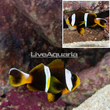 Allardi Clownfish