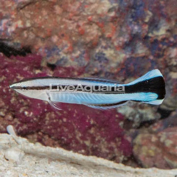 Bluestreak Cleaner Wrasse 