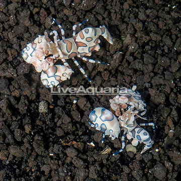 Harlequin Shrimp, Pair