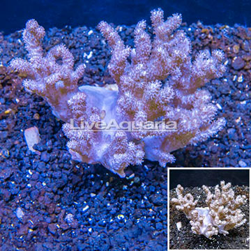 Sinularia Leather Coral Vietnam