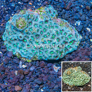 Favites Brain Coral Australia