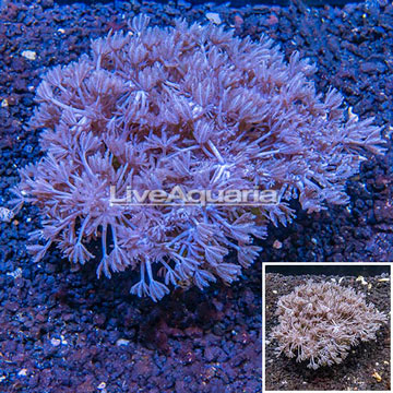 Xenia Coral Indonesia