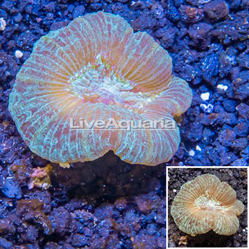 Open Brain Coral Vietnam 