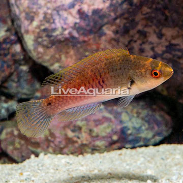 Blueside Fairy Wrasse.