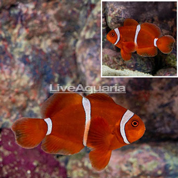 Gold Stripe Maroon Clownfish