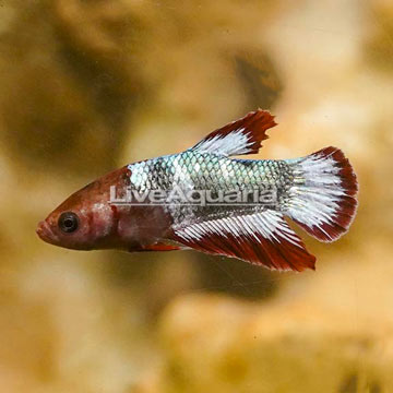 Placket Betta