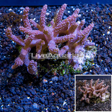 Sinularia Leather Coral Indonesia