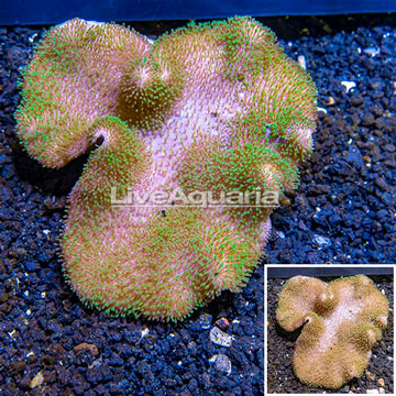 Toadstool Mushroom Leather Coral  Vietnam