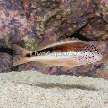 Freckled Hawkfish 