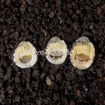 Nerite Snails, Trio