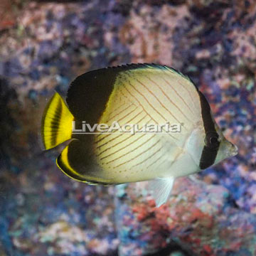 Vagabond Butterflyfish