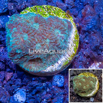 LiveAquaria® Cultured Goniastrea Brain Coral 