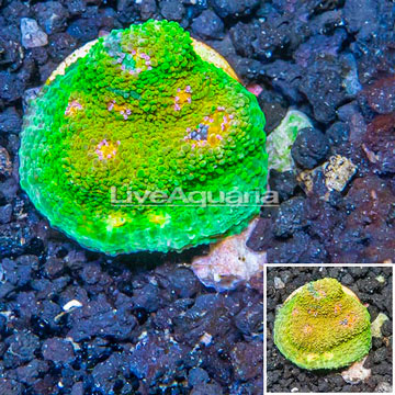 LiveAquaria® Cultured Ultra Chalice Coral