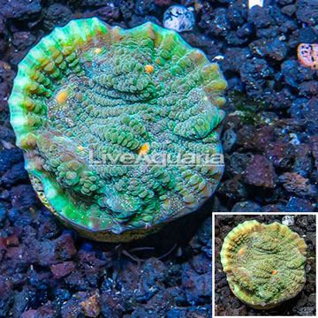 LiveAquaria® Cultured Ultra Chalice Coral