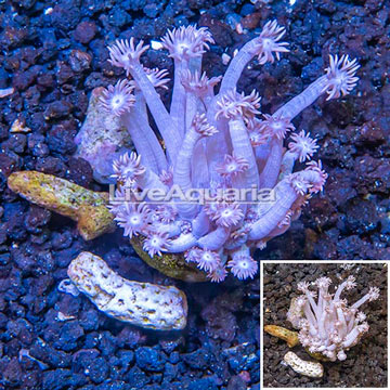 LiveAquaria® Cultured Goniopora Coral 