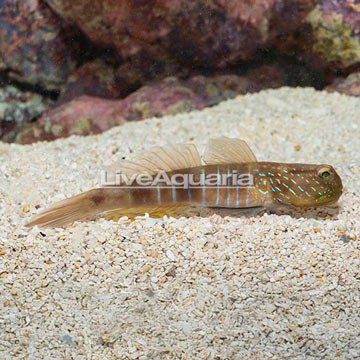 Lagoon Shrimp Goby