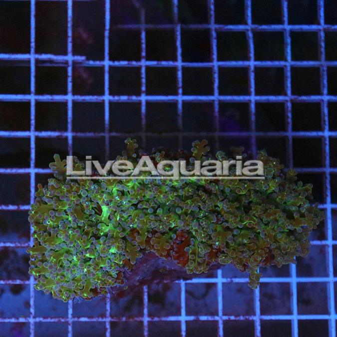 Green and Orange Frogspawn Coral Solomon