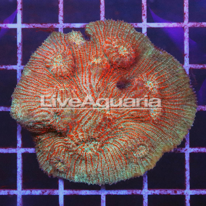 Chalice Coral Solomon