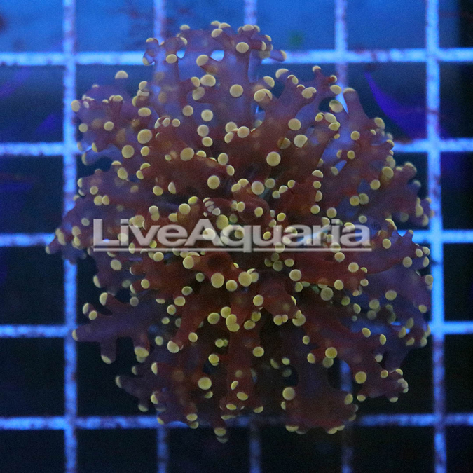 Orange Frogspawn Coral Solomon