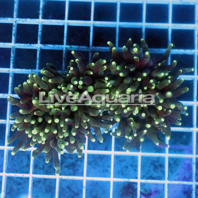 Cream Tip Torch Coral Solomon