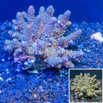 Acropora Coral Fiji