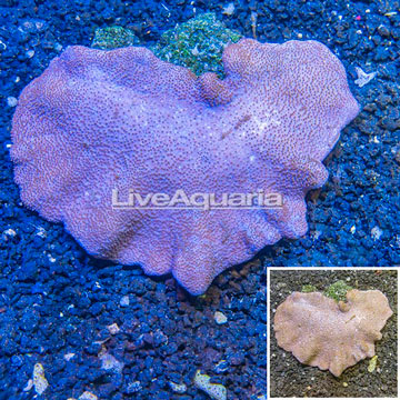 Toadstool Mushroom Leather Coral Vietnam