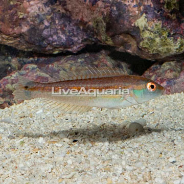 Sri Lankan Wrasse