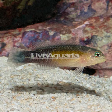 Blue Bar Dottyback 